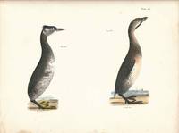 Bird print - Plate 141 from Zoology of New York, or the New-York Fauna. Part II Birds. (Grebes)