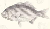 image of Original 1860 Antique Engraved Print of the The Sapphire Perch or Embiotoca Perspicabilis