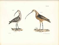 Bird print - Plate 96 from Zoology of New York, or the New-York Fauna. Part II Birds. (Curlews)