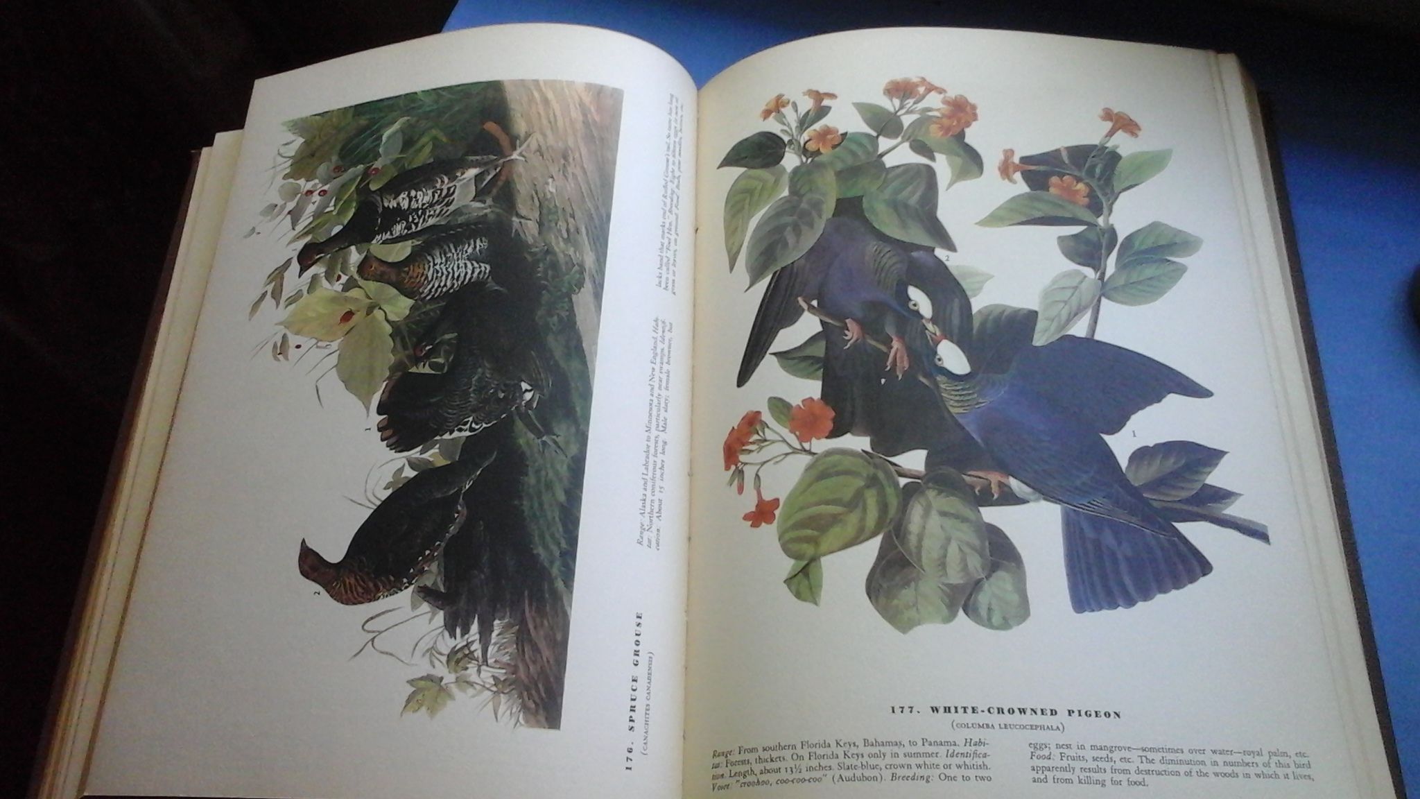 Audubon Birds Of America Book