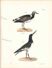 Bird print - Plate 80 from Zoology of New York, or the New-York Fauna. Part II Birds. (Turnstone and Oyster Catcher)