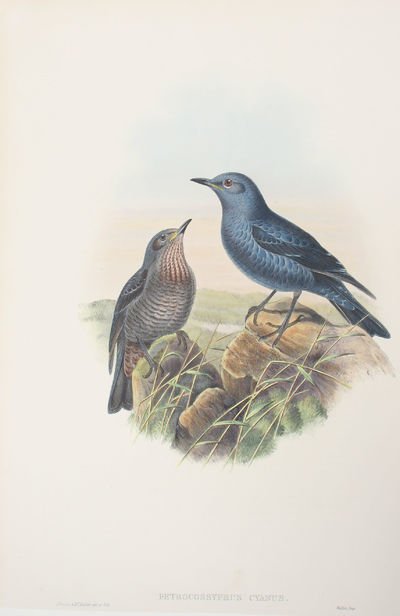 Petrocossyphus Cyanus. Blue Rock-Thrush.