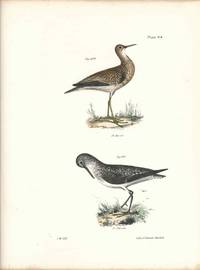 Bird print - Plate 93 from Zoology of New York, or the New-York Fauna. Part II Birds. (Plovers)