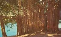 Banyan Tree on the Shore of Crescent Lake, Florida, unused Postcard