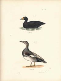 Bird print - Plate 115 from Zoology of New York, or the New-York Fauna. Part II Birds. (Ducks)