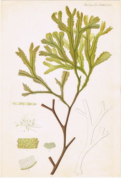Tab. MMDLXXIII. 	Fucus serratus (Sagtang). Utg.…