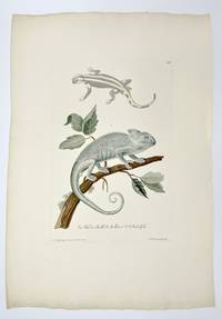 [Lizards]. Plate LV from: Deliciae Naturae Selectae Oder Auserlefenes Natüralien-Cabinet...