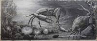 image of Crabs fighting