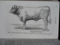 RACES BOVINES DE FRANCE, D'ANGLETERRE, DE SUISSE…