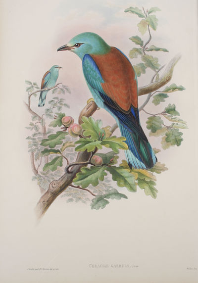 Coracias Garrula, Linn. Roller.