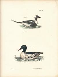 Bird print - Plate 119 from Zoology of New York, or the New-York Fauna. Part II Birds. (Ducks)