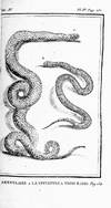 Histoire Naturelle des Quadrupedes Ovipares et des Serpens (Volumes I and II); Histoire Naturelle des Serpens (Volumes III and IV)