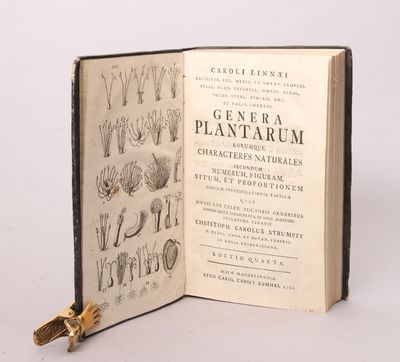 Genera plantarum eorumque characteres naturales…