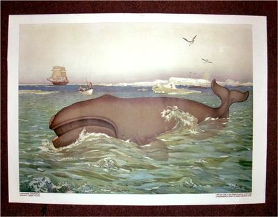 Right Whale, (Plate 65).