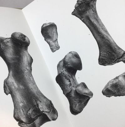 Kæmpedovendyr-Slægten Coelodon.