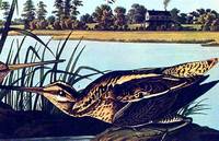 American Snipe. From 