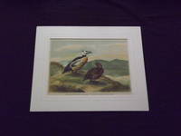 Naturgeschichte der Vogel Mitteleuropas…