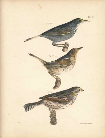 Albany: Carroll and Cook, 1844. Very Good. Hand colored lithograph of three birds - (Seaside Finch, ...