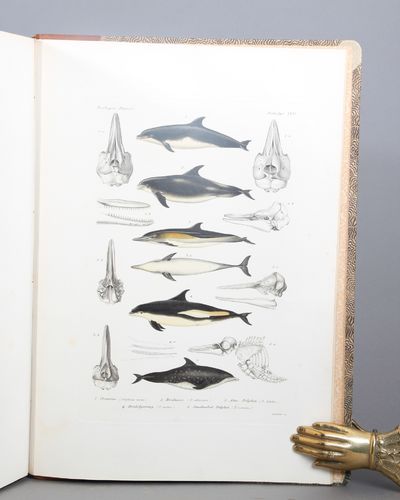 Zoologia Danica. Afbildninger af Danske Dyr med populær Text. Paabegyndte af J. C. Schiødte. Udg. af H. J. Hansen. 4 bind. Kjøbenhavn, E. Jespersen, 1878- 1907. Folio. Bind 1. Pattedyr. IV + 306 + VII s. + 17 kobberstukne plansjer. Bd. 2. Fiske. 360 + XX s. + 33 kobberstukne plansjer. 4 Bd. 1. afd. Mosedyr. 105 s. + 9 kobberstukne plansjer. Spindeldyr. 131 + IX s. + 7 kobberstukne plansjer. Snylteorme. 34 + IV s. + 3 kobberstukne plansjer. De ""Pighudede"". 30 + II s. + 3 plansjer. (Alt som utkom). (photo 2)