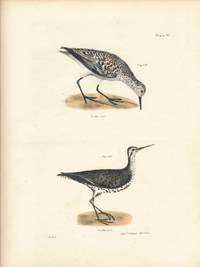 Bird print - Plate 91 from Zoology of New York, or the New-York Fauna. Part II Birds. (Sanderling and Sandlark)