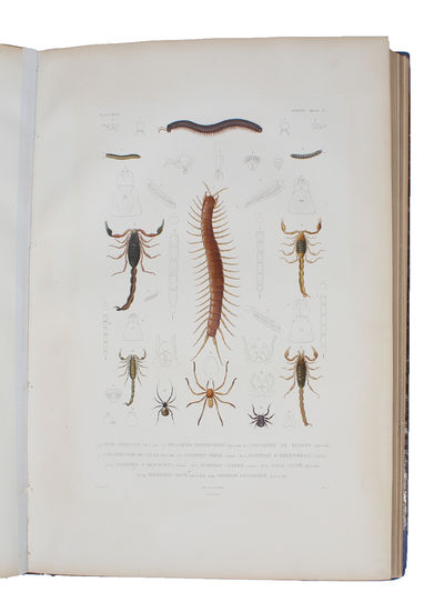 Voyage autour du Monde exécuté pendant les Années 1836 et 1837 sur la Corvette La Bonite commandée par M. Vaillant Capitaine de Vaisseau. Publié par Ordre du Roi sous les Auspices du Département de la Marine. Atlas: Histoire Naturelle, Zoologie par MM... (photo 2)