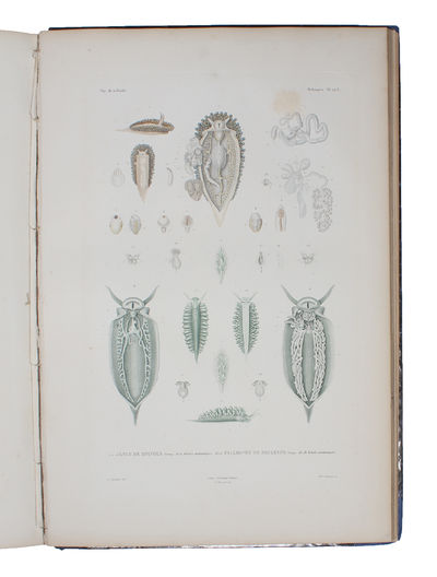 Voyage autour du Monde exécuté pendant les Années 1836 et 1837 sur la Corvette La Bonite commandée par M. Vaillant Capitaine de Vaisseau. Publié par Ordre du Roi sous les Auspices du Département de la Marine. Atlas: Histoire Naturelle, Zoologie par MM... (photo 3)