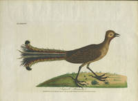 image of "Superb Menura". Lyre Bird engraving