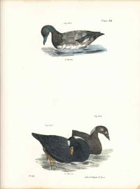 Bird print - Plate 114 from Zoology of New York, or the New-York Fauna. Part II Birds. (Ducks)