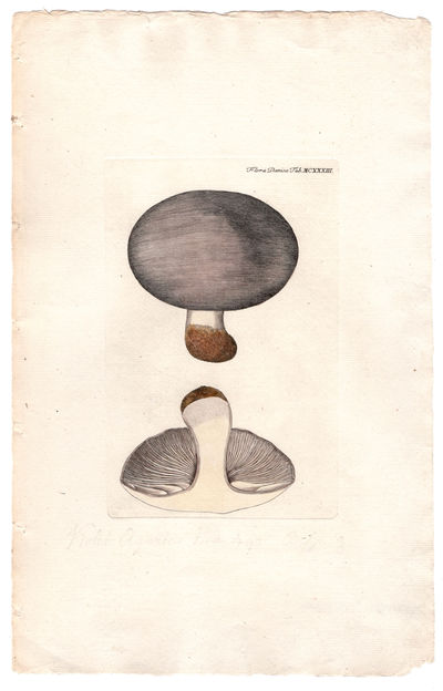 Tab. MCXXXIII. Agaricus violaceus Vahl/Agaricus…