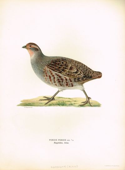 Perdix perdix. Rapphöna, höna. (Rapphøne, hunn).…