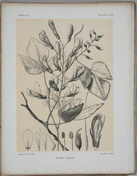 image of Histoire physique, naturelle et politique de Madagascar. Volume Vol. XXVIII. Tome II, Atlas, Part I, Histoire Naturelle des Plantes. Atlas (plates)