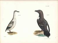 Bird print - Plate 139 from Zoology of New York, or the New-York Fauna. Part II Birds. (Razorbill and Black Guillemot)