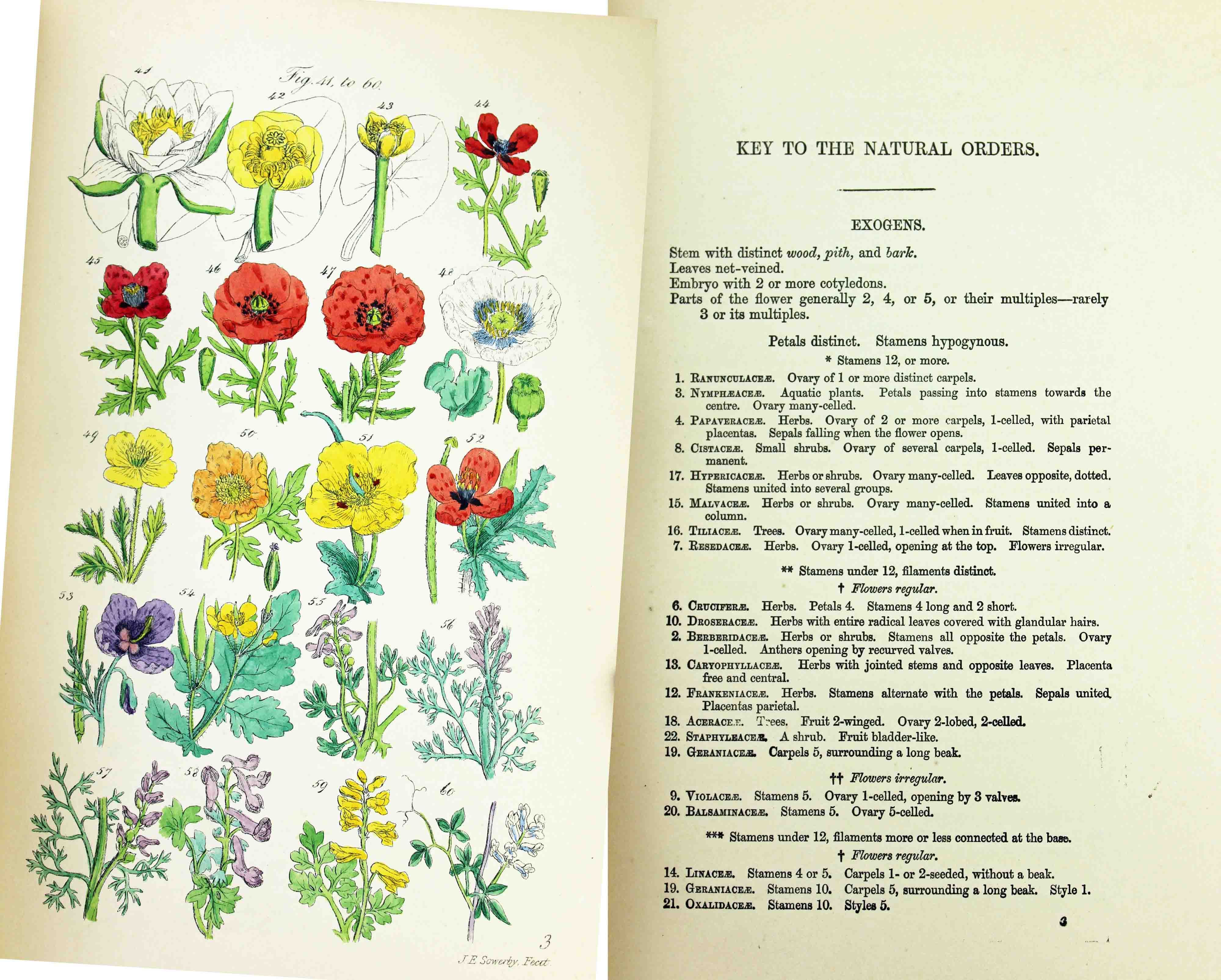 BRITISH WILD FLOWERS by C. Pierpoint Johnson Hardcover 1894 from