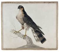 Sparrow Hawk