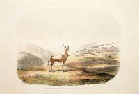 XXI. Gazella Albifrons. - The Blesbok or White Faced Antelope.