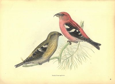 Monographie des loxiens par (...). Ouvrage accompagné de 54 planches coloriées, lithographiées d’après les dessins de M. Bädeker et autres naturalistes. (photo 3)