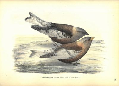 Monographie des loxiens par (...). Ouvrage accompagné de 54 planches coloriées, lithographiées d’après les dessins de M. Bädeker et autres naturalistes. (photo 4)