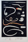 Icones helminthum systema Rudolphii entozoologicum illustrantes