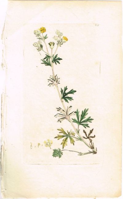 Pl. 89. (Sølvmure / Potentilla / Hoary…