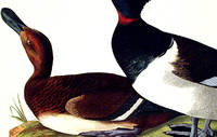 Tufted Duck. From The Birds of America (Amsterdam Edition)