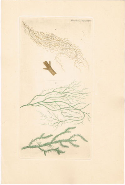 Tab. MDXCV. Dictyosiphon foeniculaceus (Huds.)…