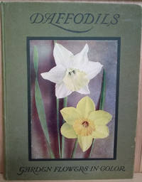 image of Daffodils