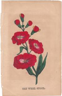cover of An Original 1847 Handcolored Botanical Engraving "Ten Week Stock"