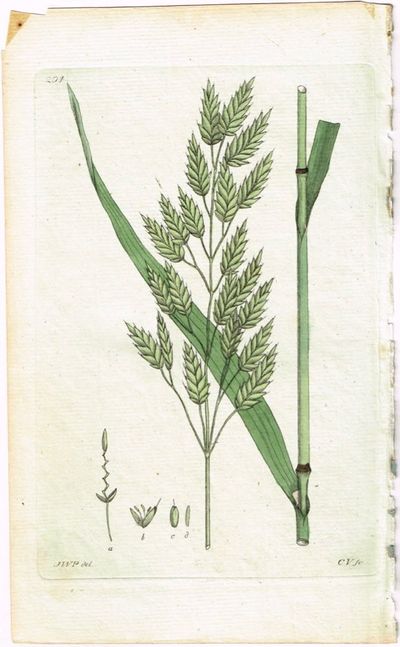 Pl. 204. (Rugfaks). Fra verket Svensk Botanik.