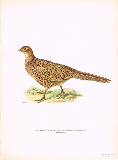 Phasanius colchicus x Ph. Torquatus. Fasanhöna.…