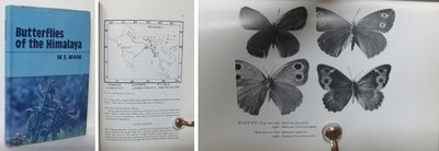 Butterflies of the Himalaya