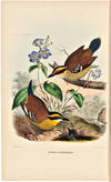 Birds and Ornithology book gallery image