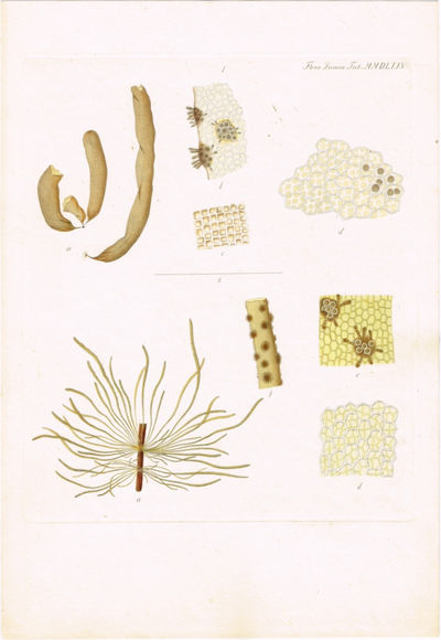 Tab. MMDLXXV. Asperococcus bullosus Lmrx. Utg. av…