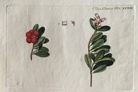 Plansje XXXIII fra Flora Danica. Første hefte.