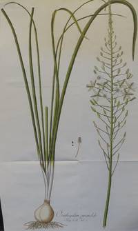 image of Ornithogalum Pyramidale